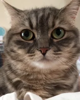 🐈