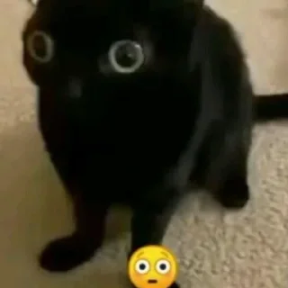 🖤