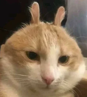 🐰