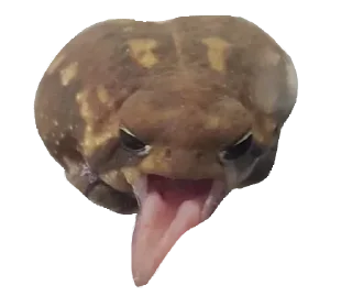 🐸