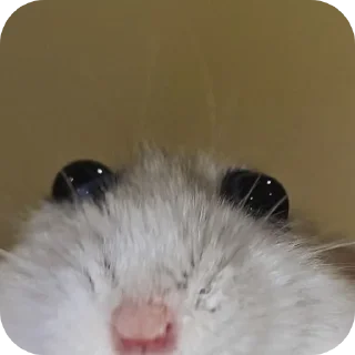 🐹