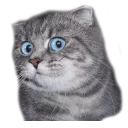surprised cat