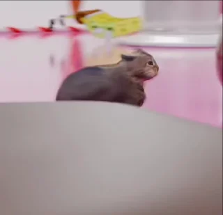 🐈