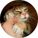🐱