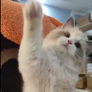🤩