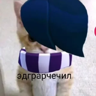 😻