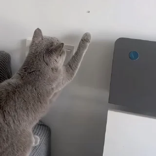 🐈‍⬛️