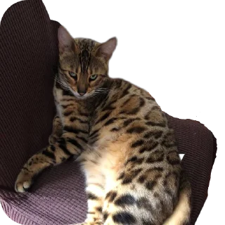 🐱