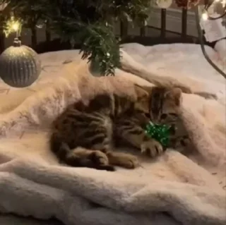 🌟