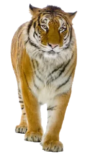 🐅