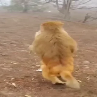 🏃‍♀️