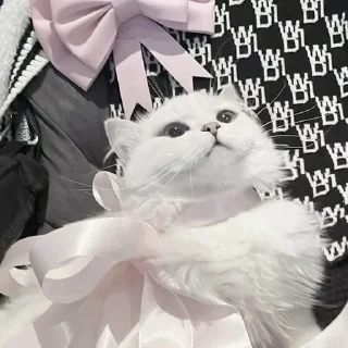 💗
