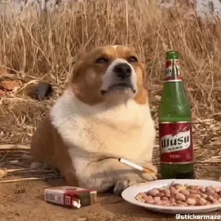 🐶