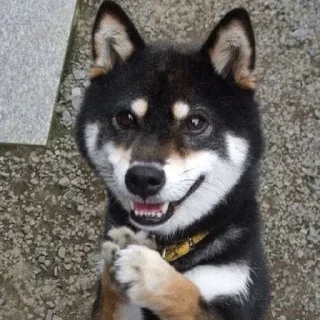 🥺