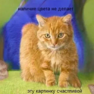 😺