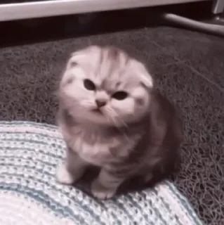 🥠