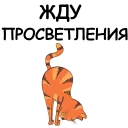 🐱