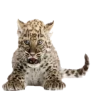 😻