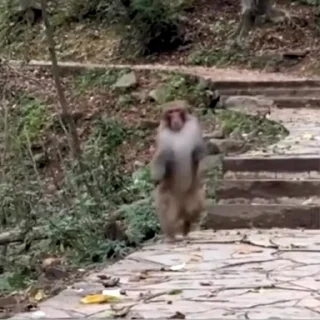 🙉