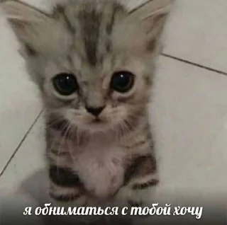 kotiki :: @fStikBot