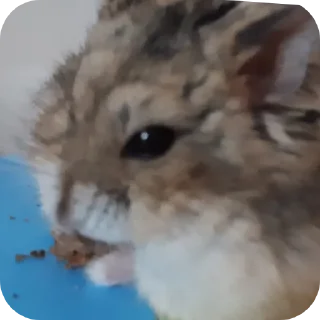 🐹
