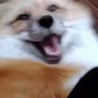 🦊