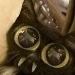🕷