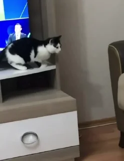🐱