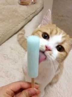🐱