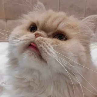 😛