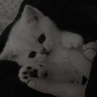 🥺