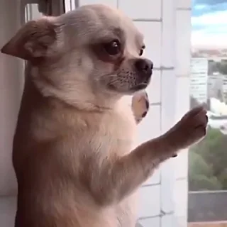 🐕