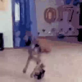 💃