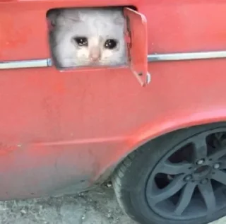 🥺