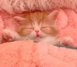 💤