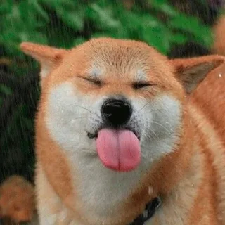 🐶