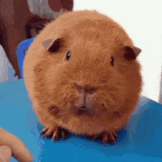 🐹