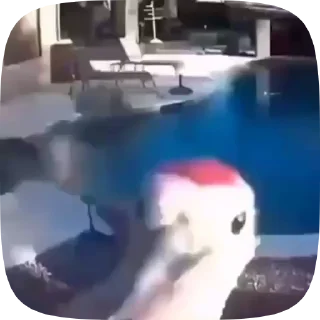 🐦