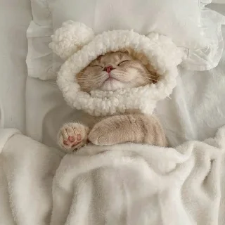 🐈