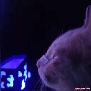 Да кто такой этот @kynik?