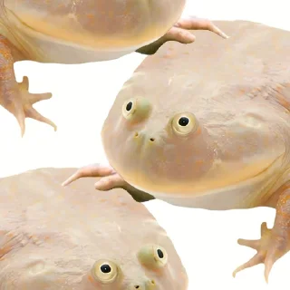 🐸