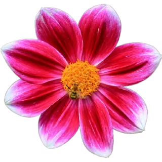 🌺