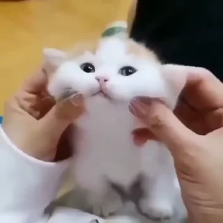🐱