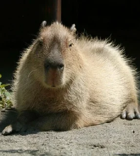 🐗