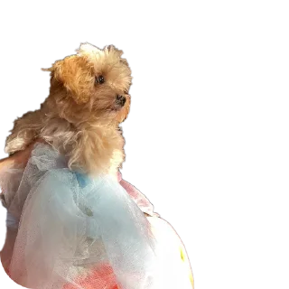 🐶
