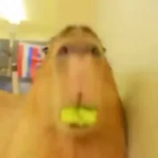 🦫