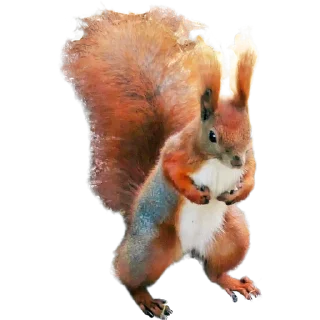 🐿️