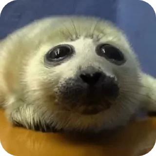 🥺