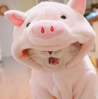 🐷