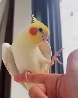 🙅‍♂